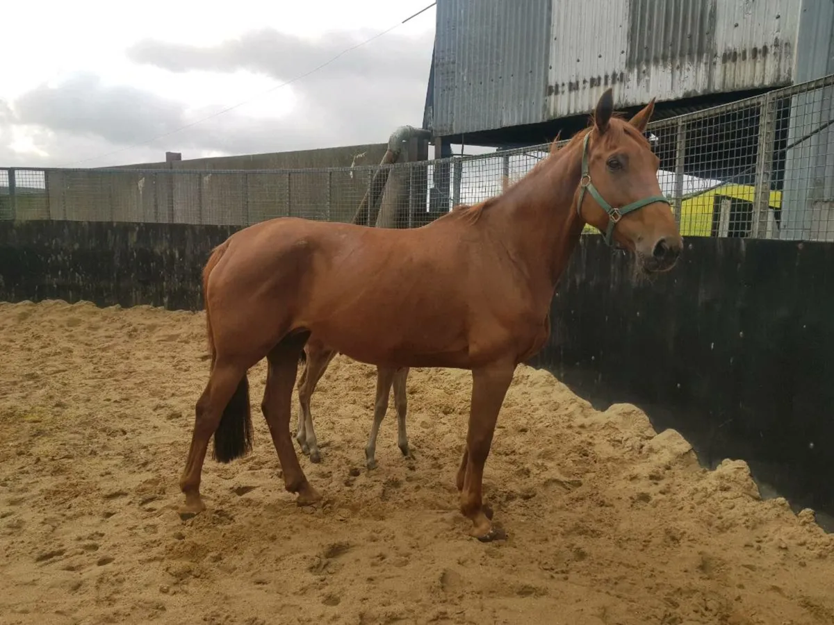 Mare with colt foal - Image 4