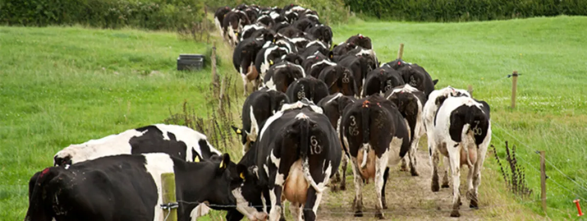 Relief milking service