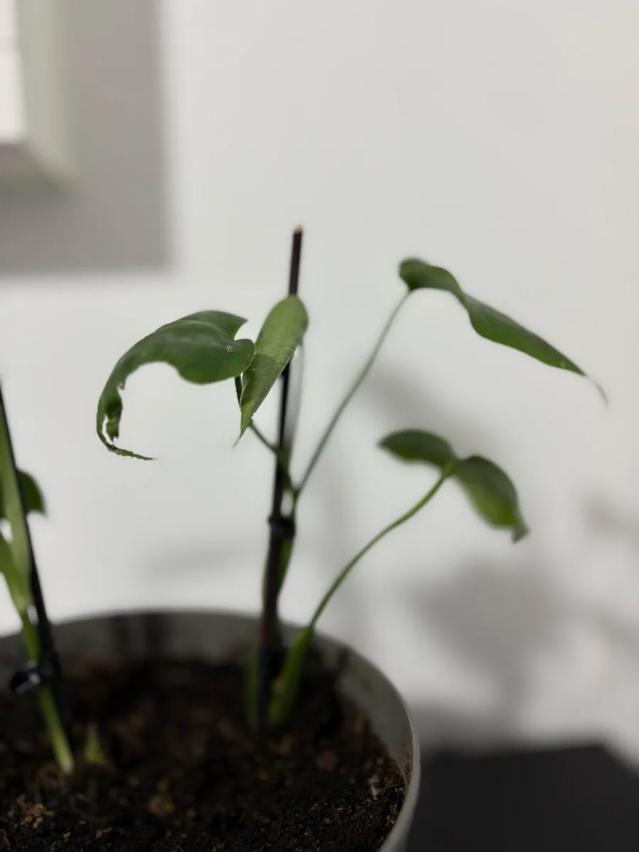 Monstera Delicosa (large form) - indoor plants - Image 4