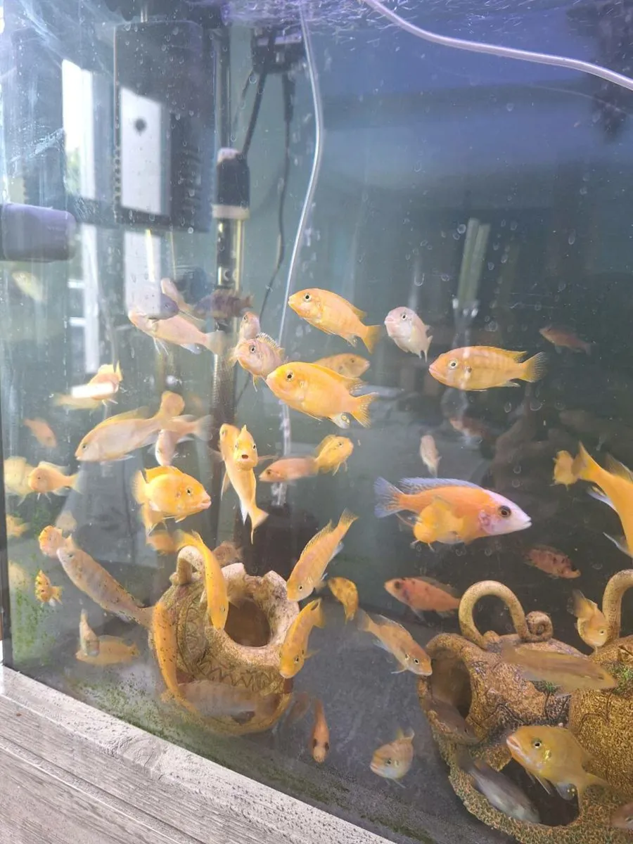 Baby Fish (various types of breed) For Sale - Image 1