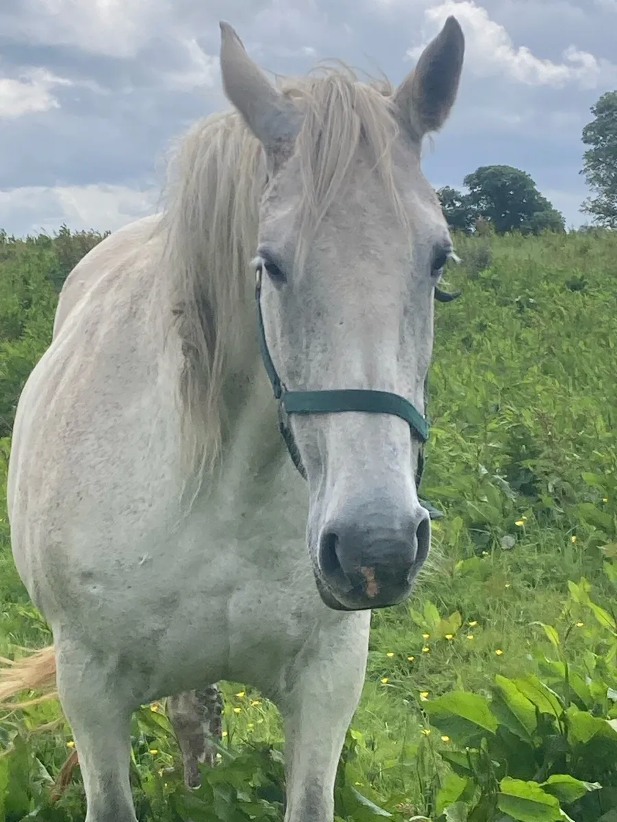 Horse - Image 1