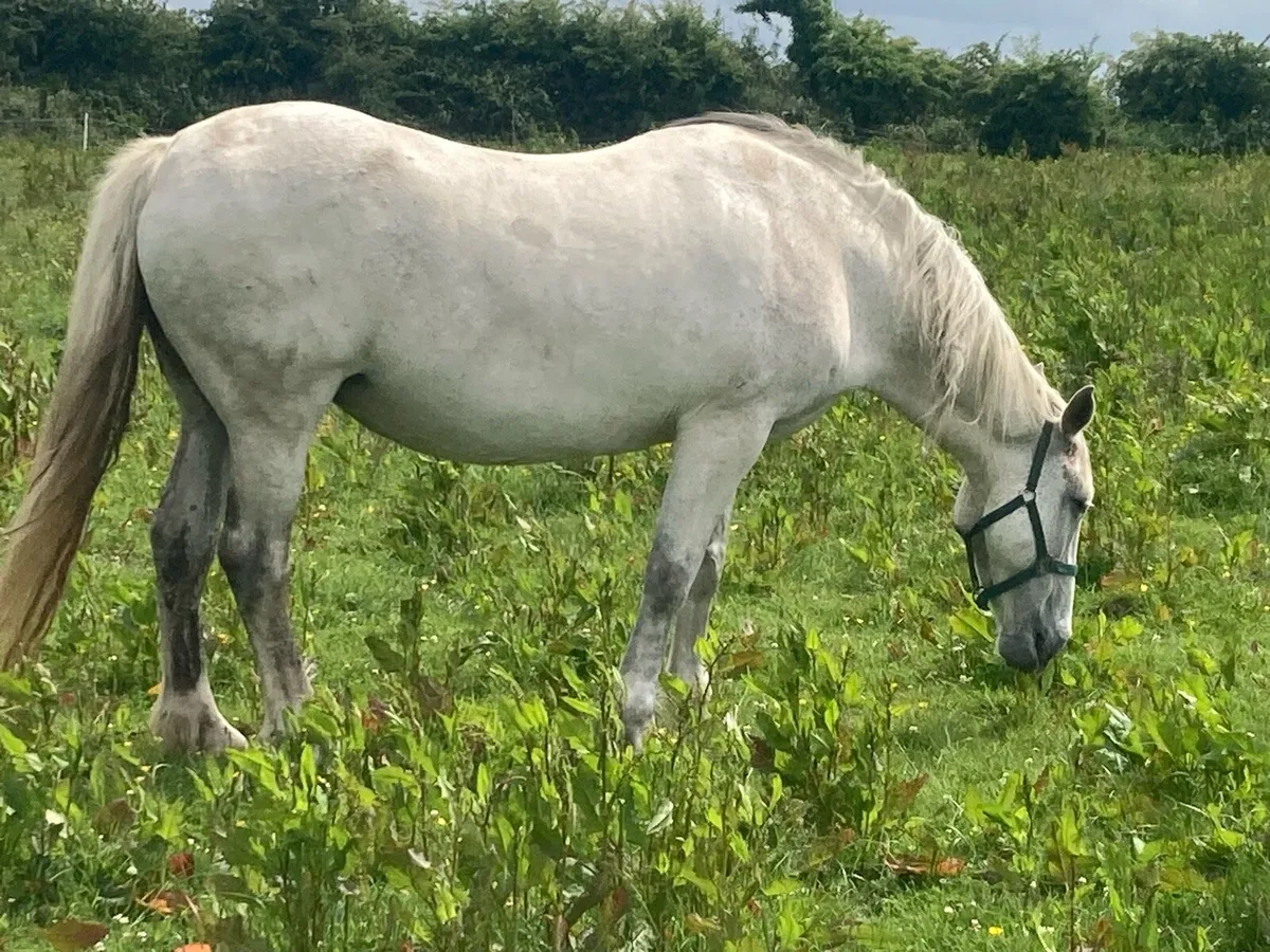Horse - Image 2