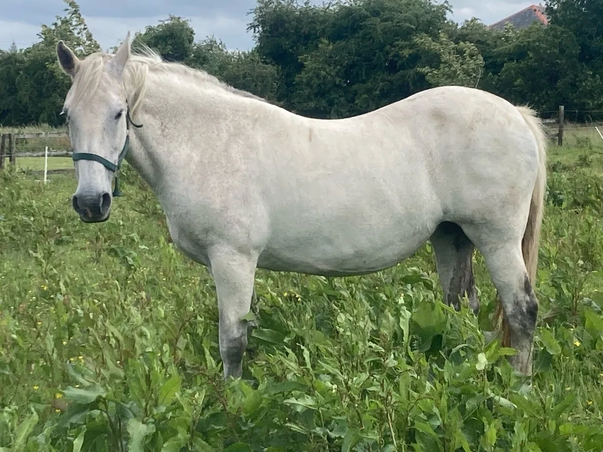 Horse - Image 3