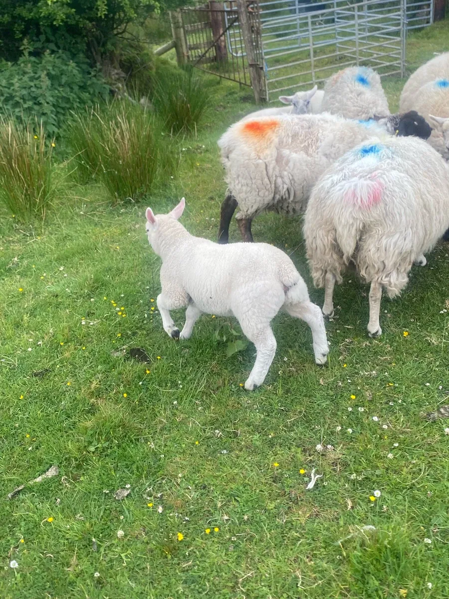 Sheep - Image 1