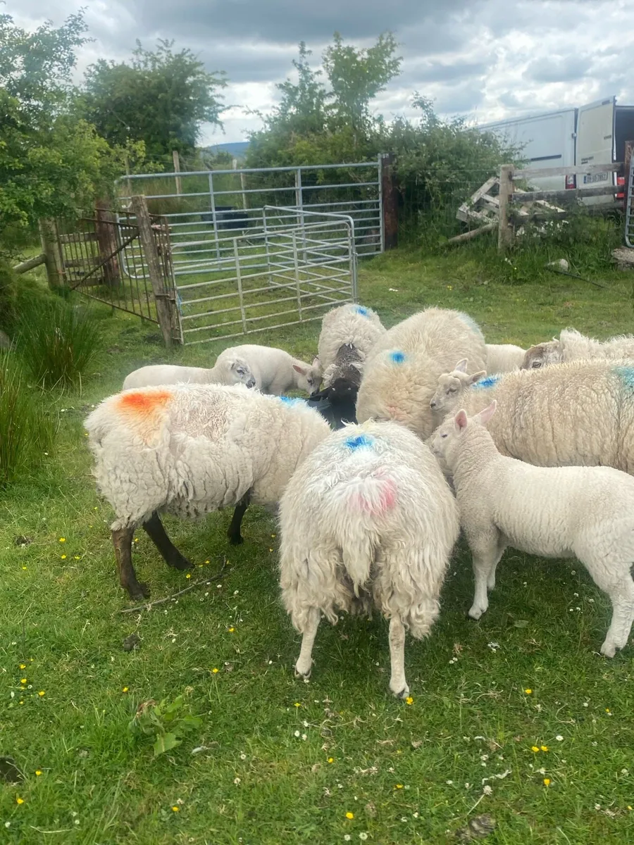 Sheep - Image 2
