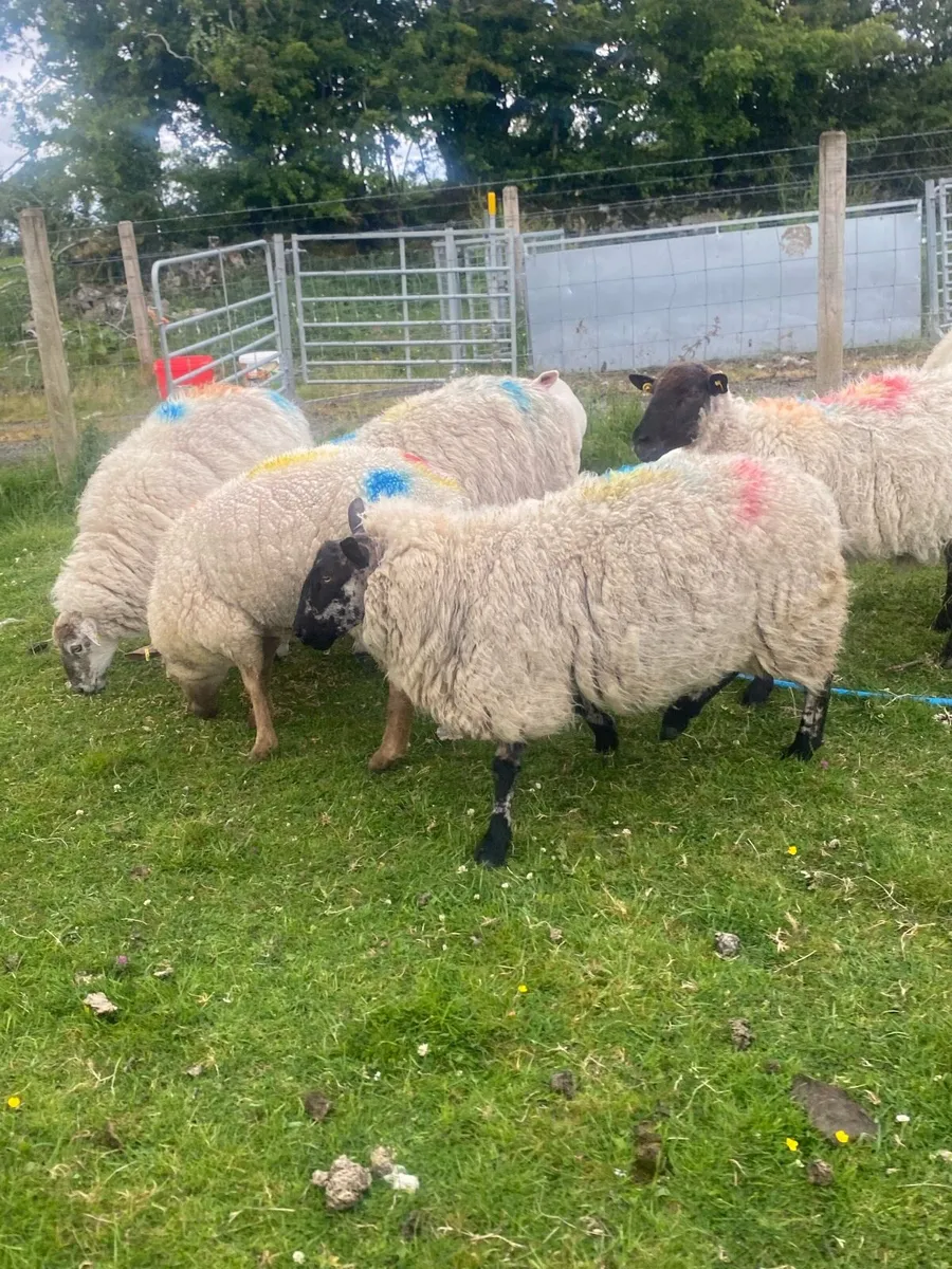 Sheep - Image 3