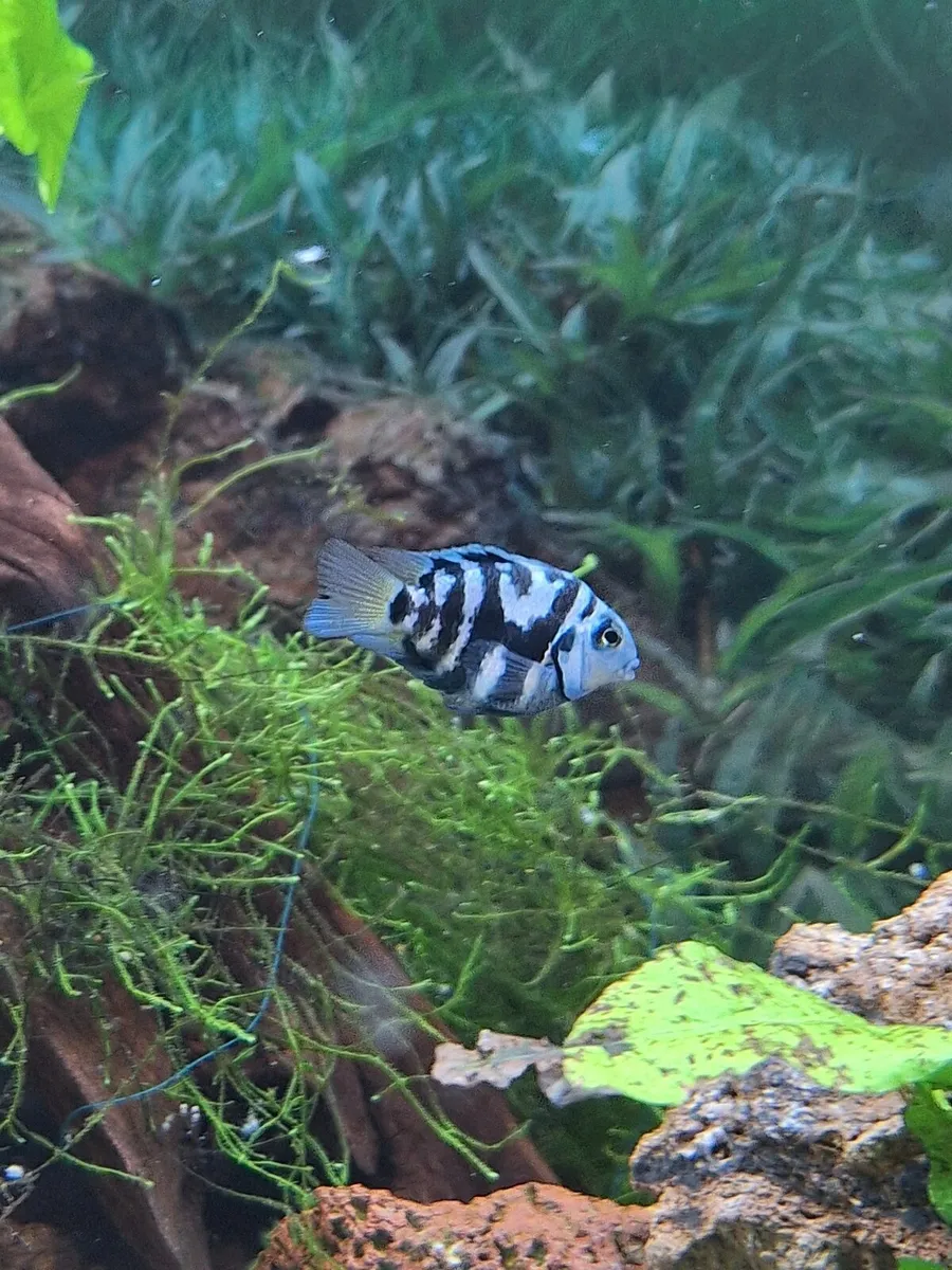 Baby Fish (various types of breed) For Sale - Image 3