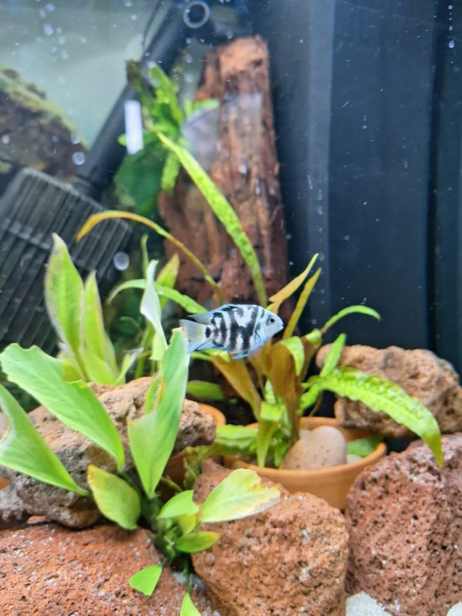 Baby Fish (various types of breed) For Sale - Image 4