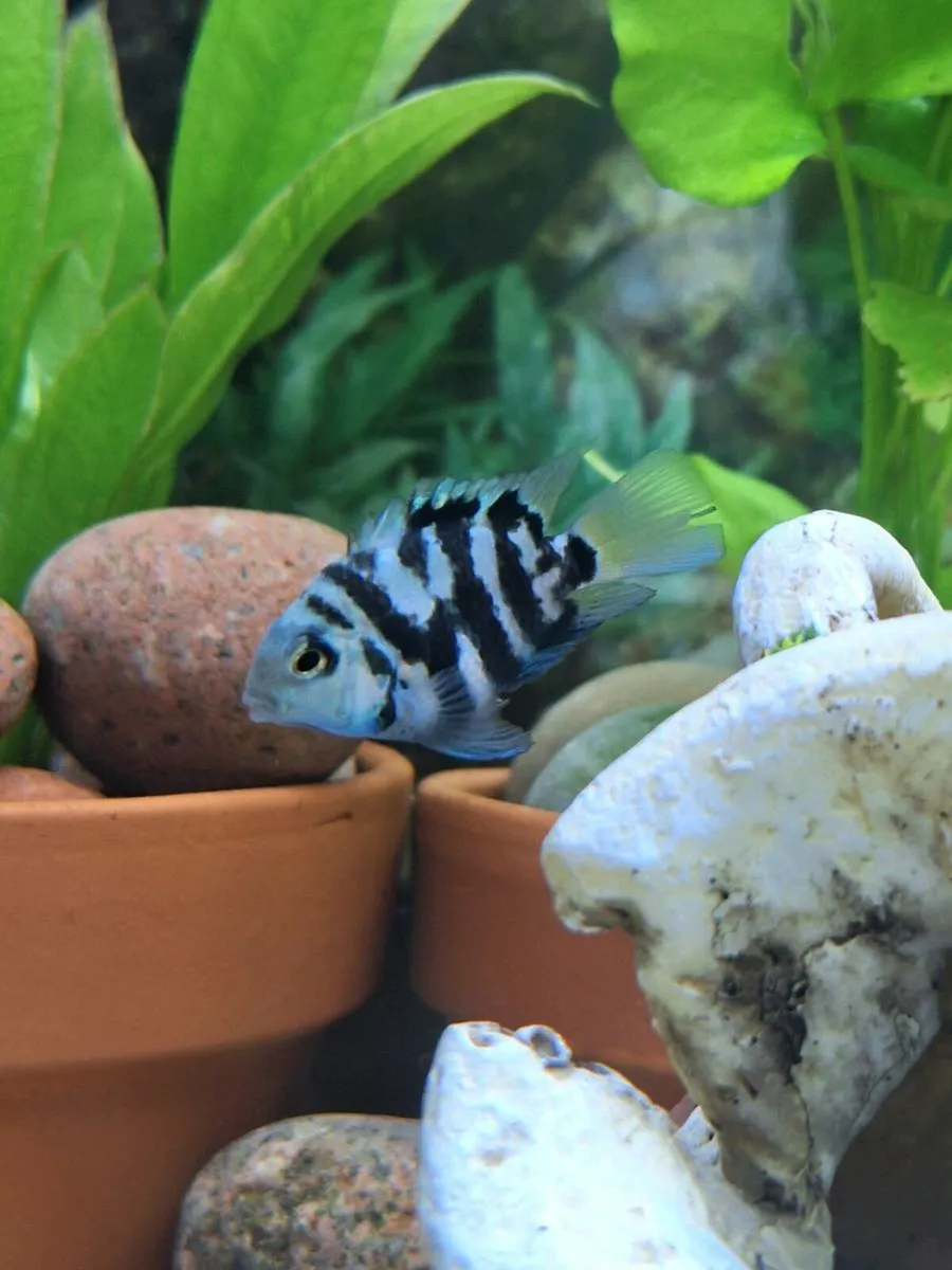 Baby Fish (various types of breed) For Sale - Image 2