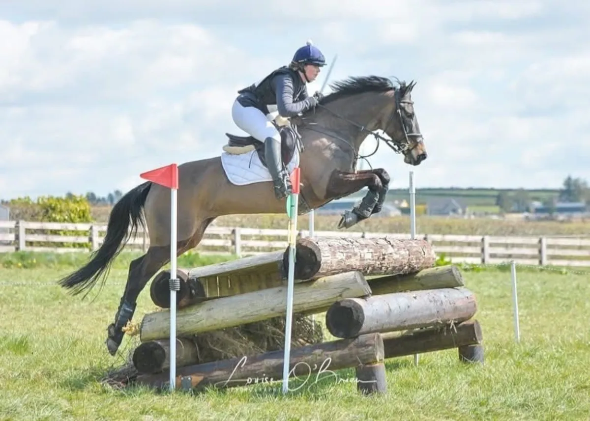Experienced competition mare - Image 1