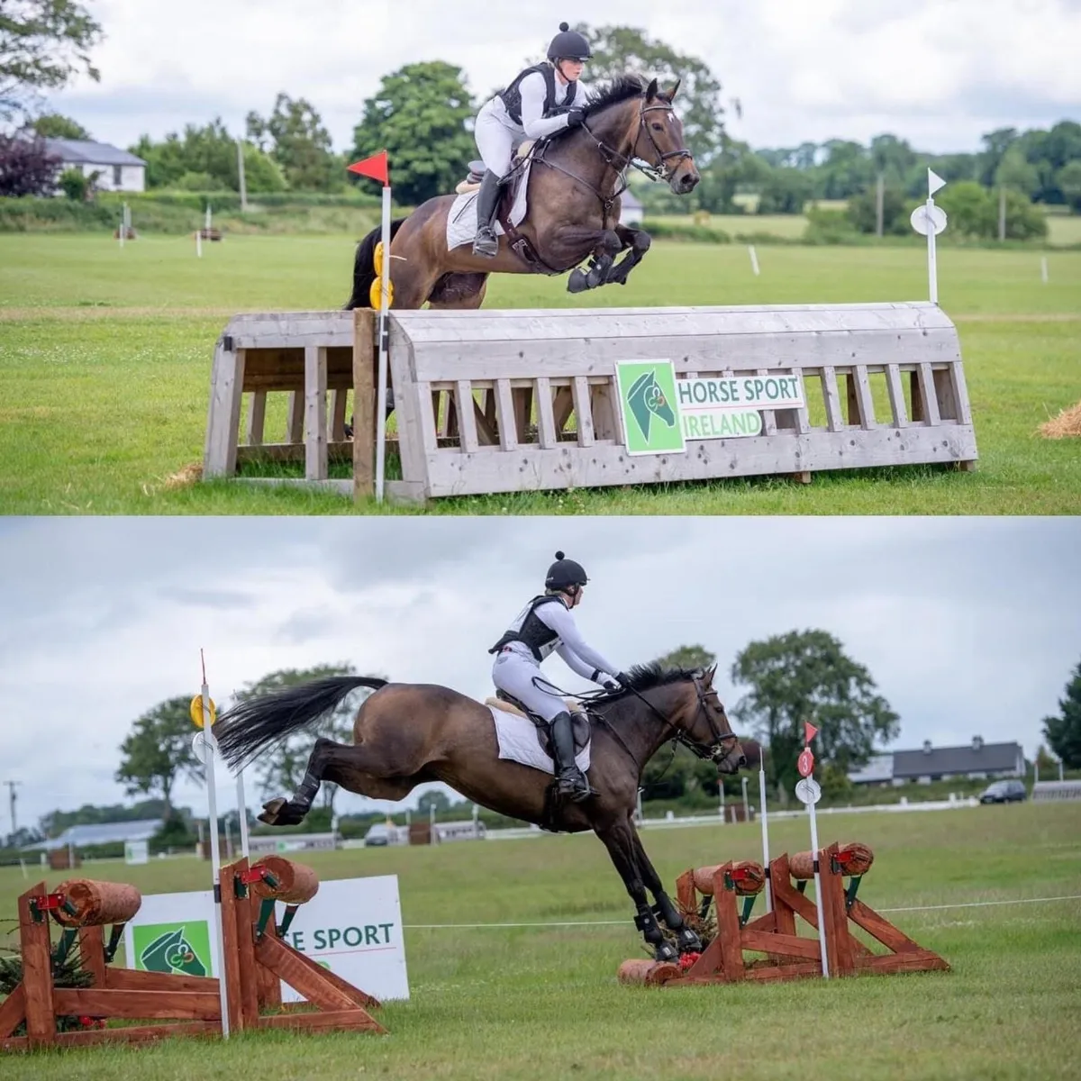 Experienced competition mare - Image 2