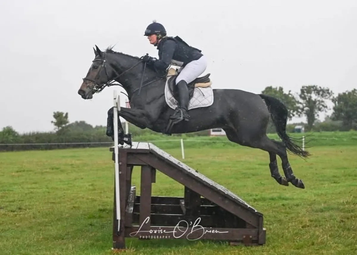 Experienced competition mare - Image 3