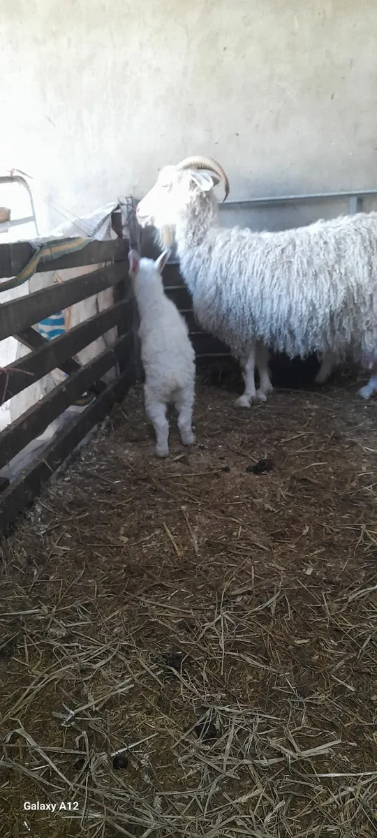 Kidds goats - Image 2
