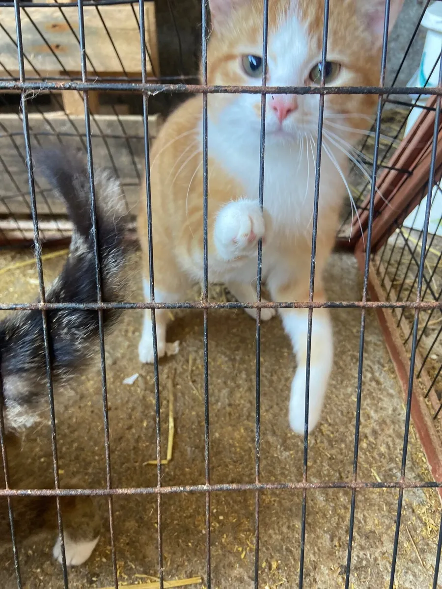 Cat - Image 1