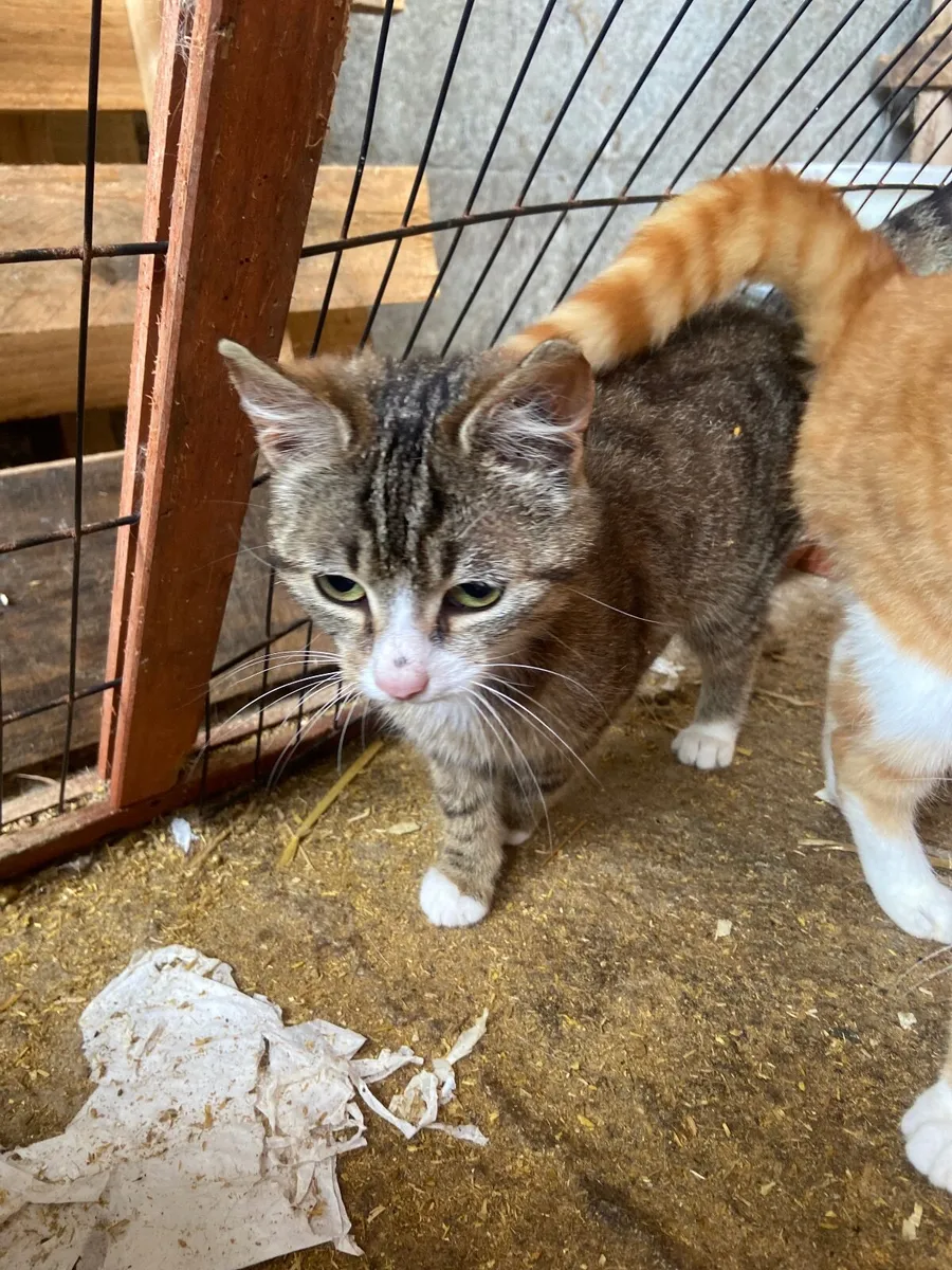 Cat - Image 3