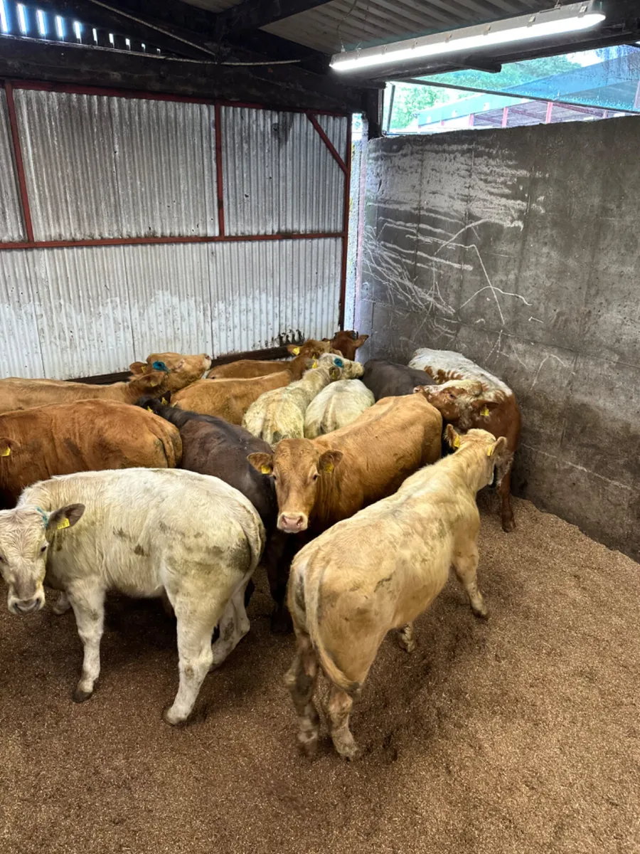 Charolais and lim bulls - Image 3