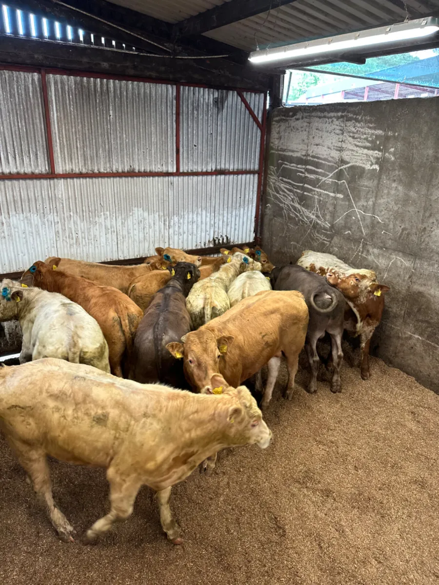 Charolais and lim bulls - Image 1