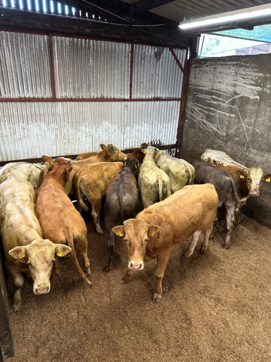 Charolais and lim bulls - Image 4