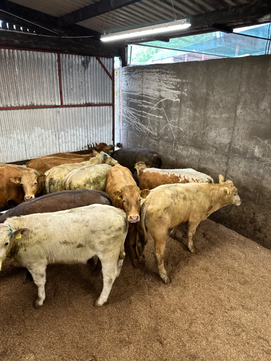 Charolais and lim bulls - Image 2
