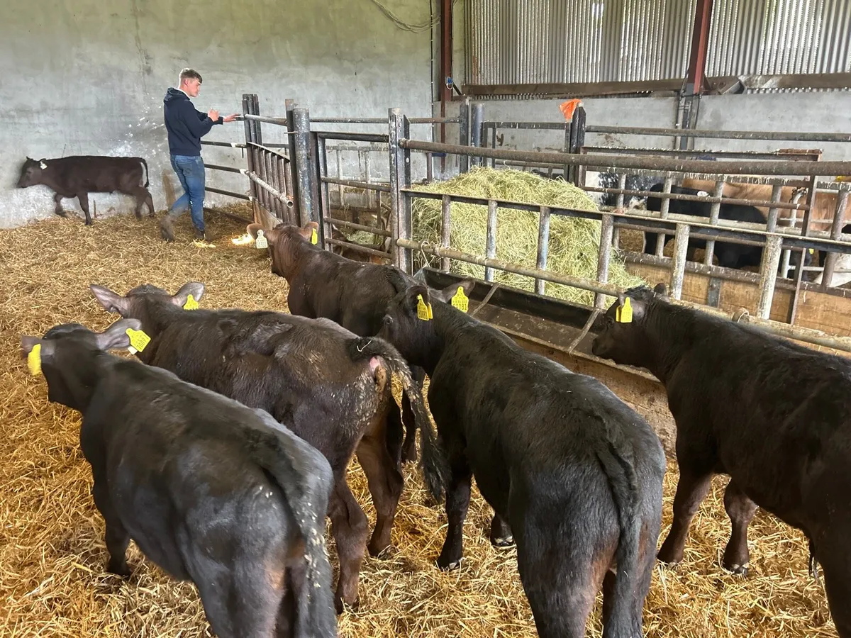 8 super Angus  bull runners - Image 1