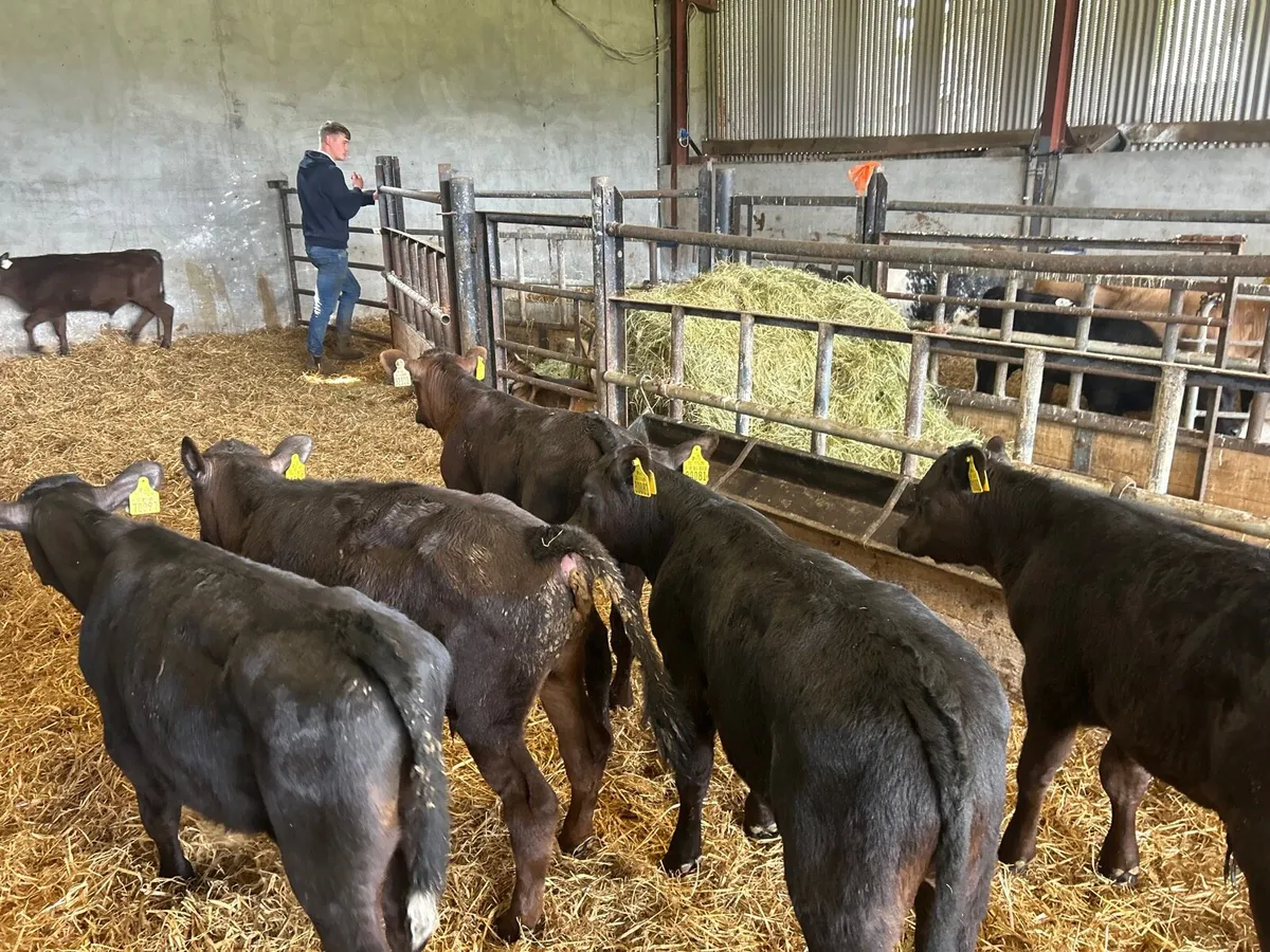 8 super Angus  bull runners - Image 2