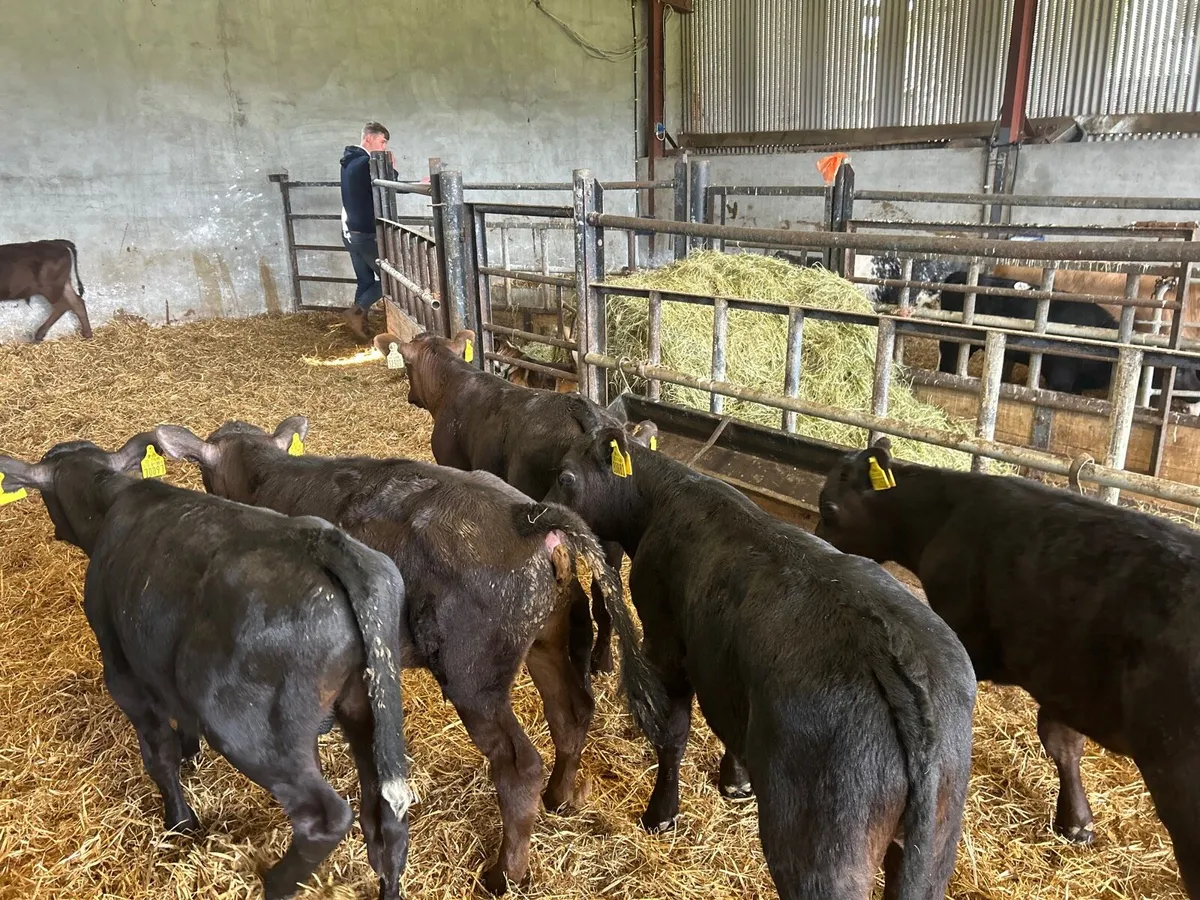 8 super Angus  bull runners - Image 3