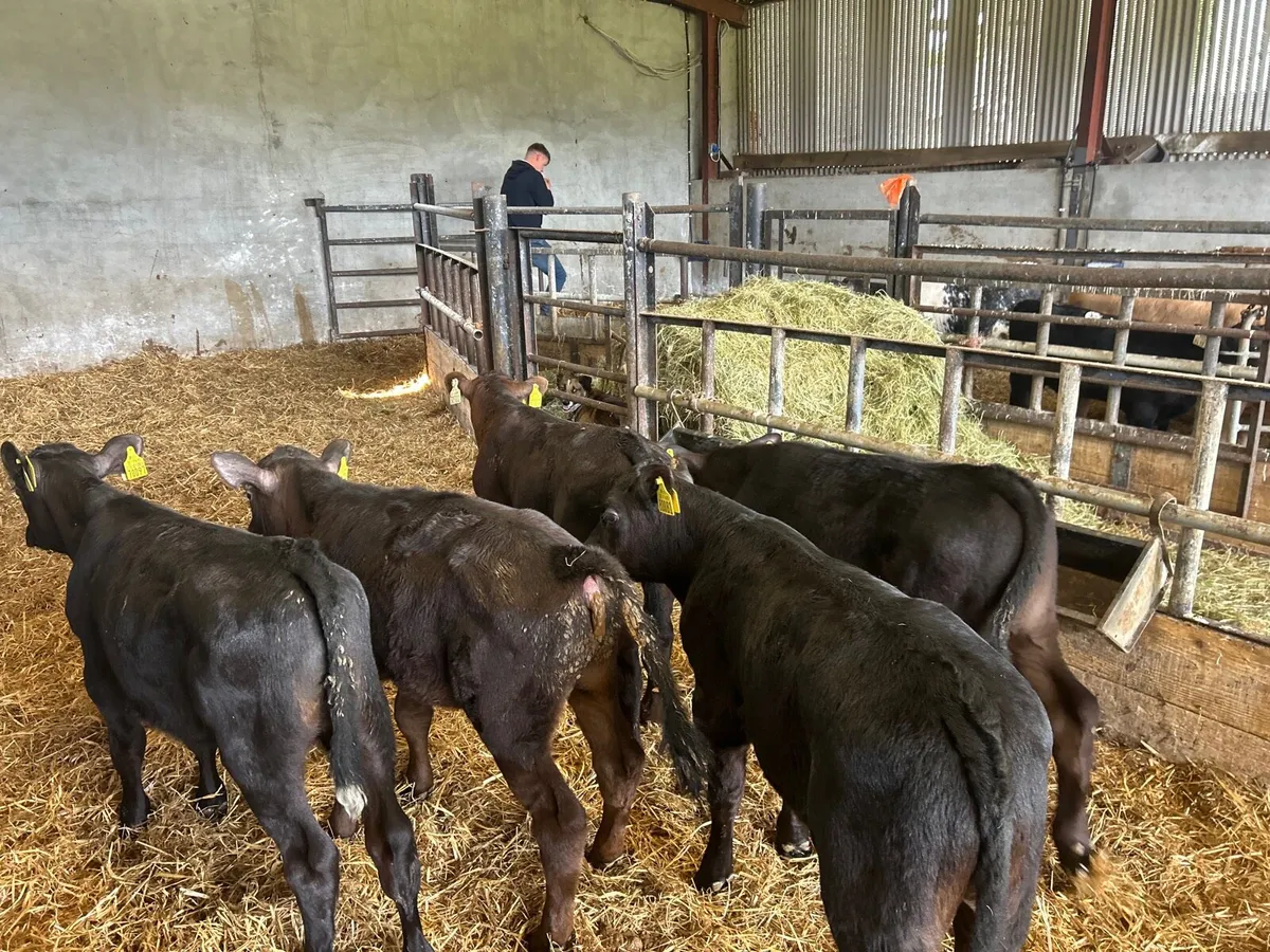 8 super Angus  bull runners - Image 4