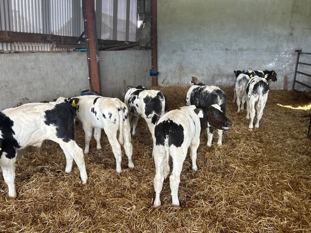 8 super Belgian blue bull runners - Image 1