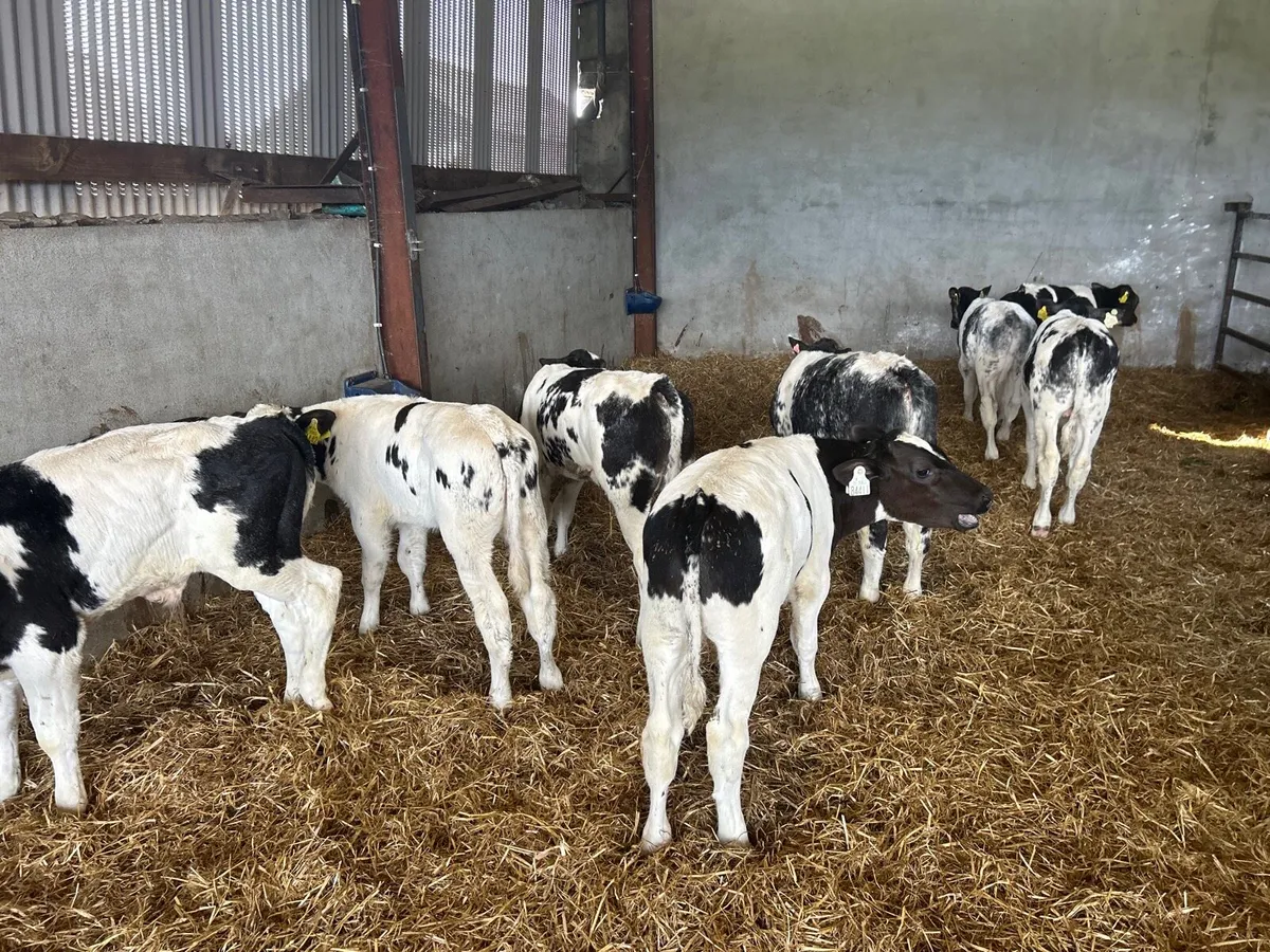 8 super Belgian blue bull runners - Image 2