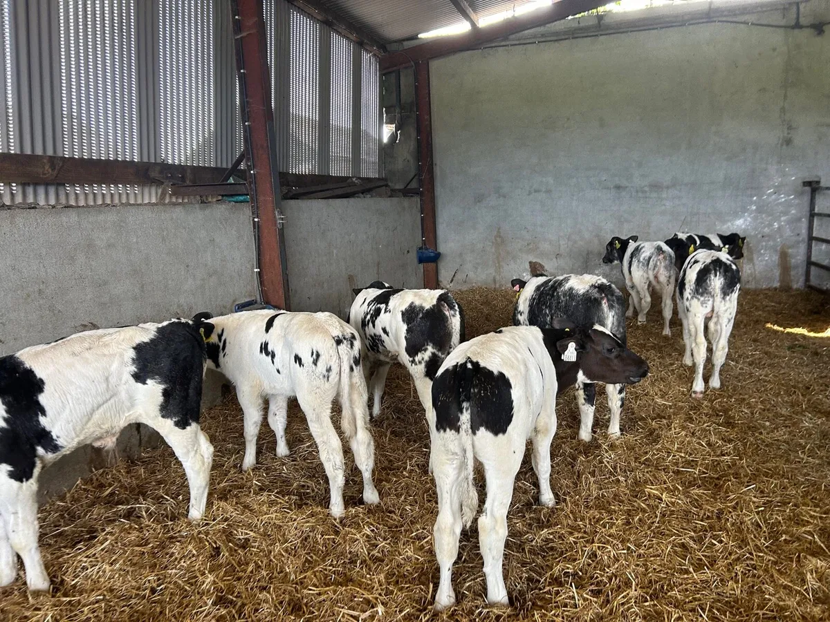 8 super Belgian blue bull runners - Image 3