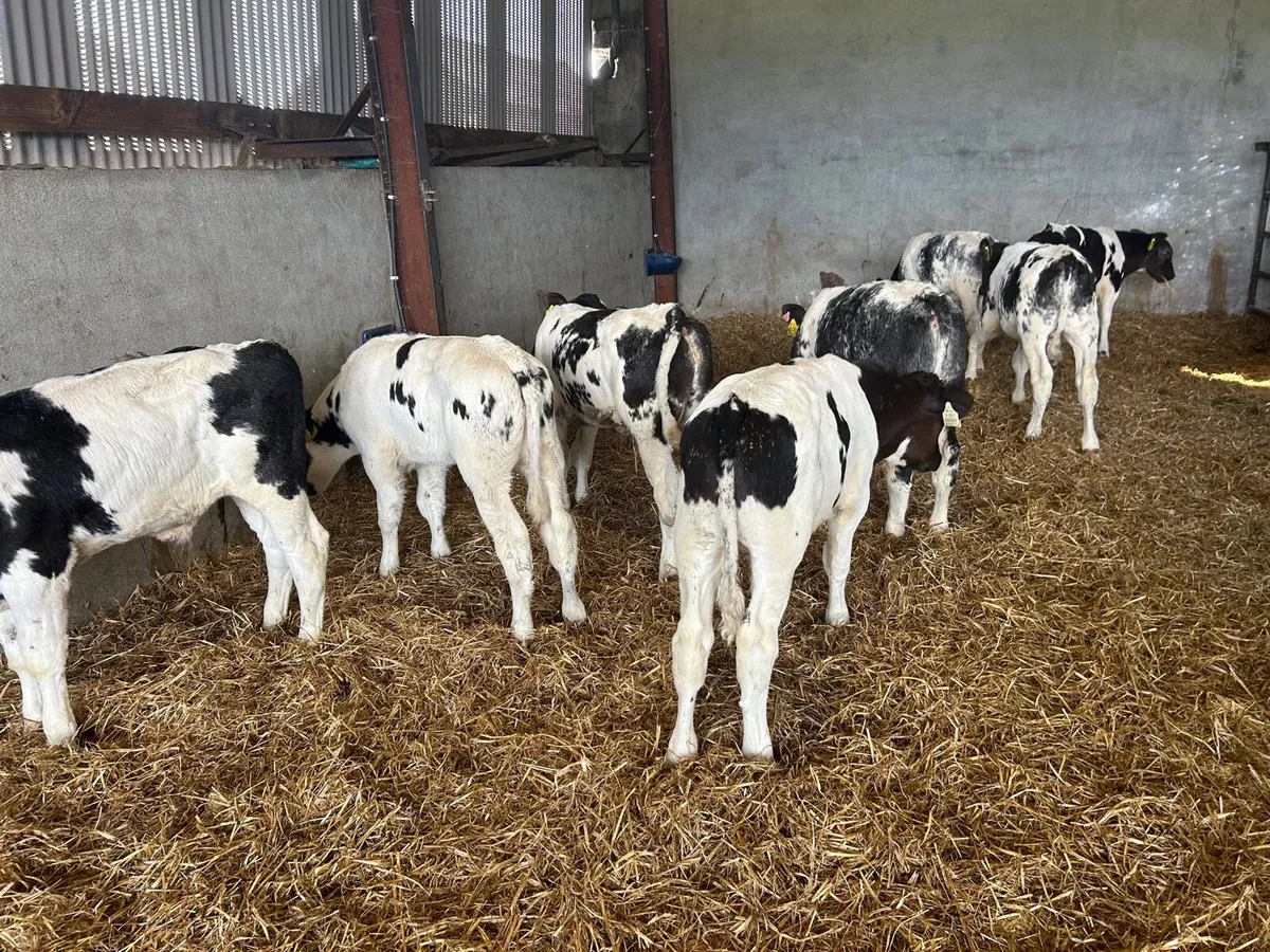 8 super Belgian blue bull runners - Image 4