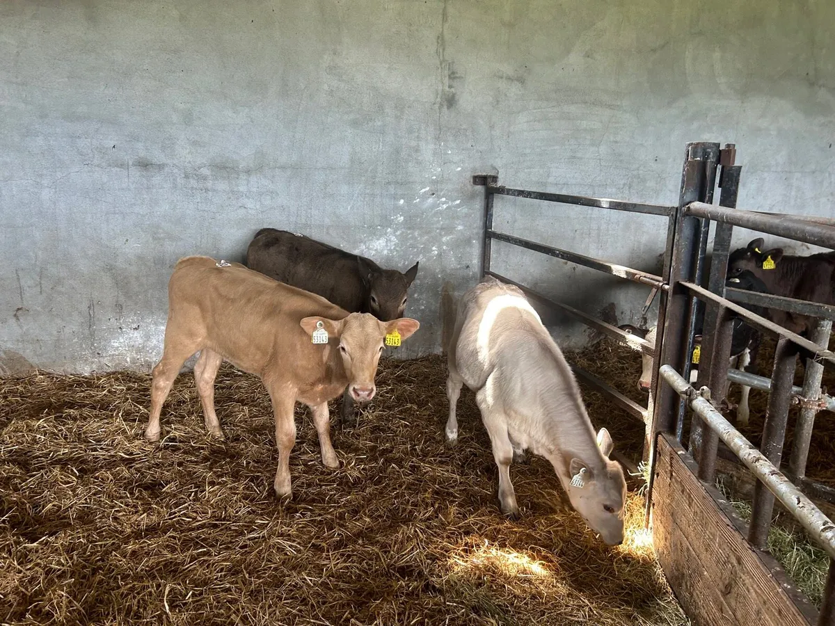 3 super  charlaois runner heifers - Image 1