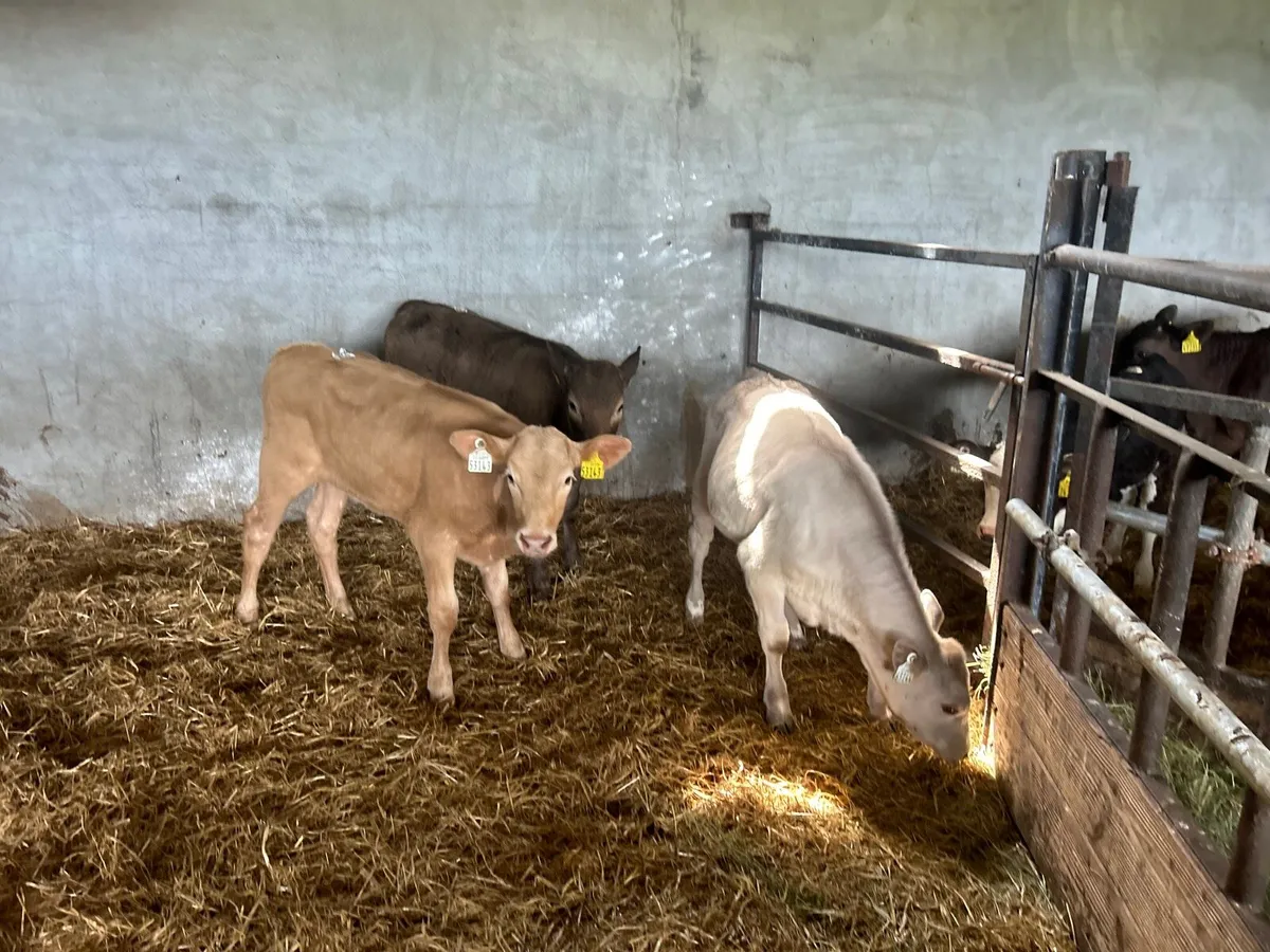 3 super  charlaois runner heifers - Image 2