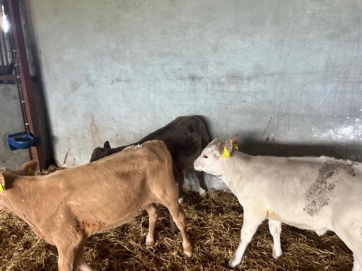 3 super  charlaois runner heifers - Image 3