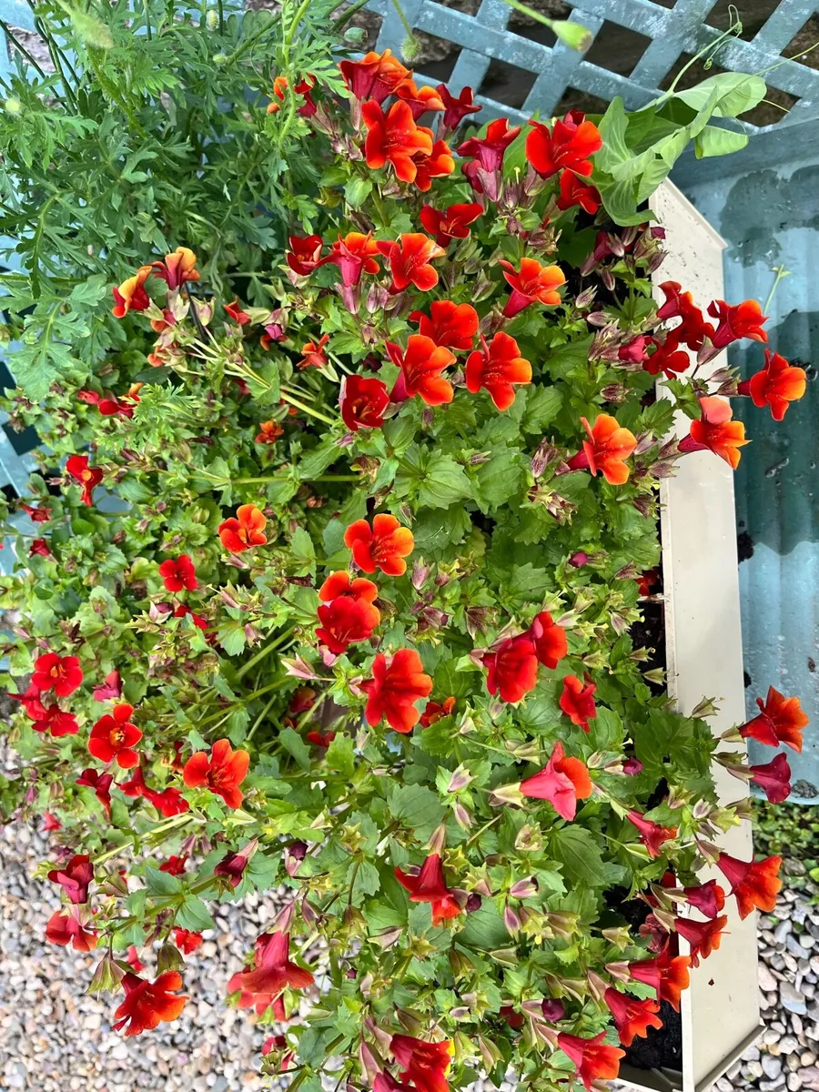 Two big pots with flowers - Image 1