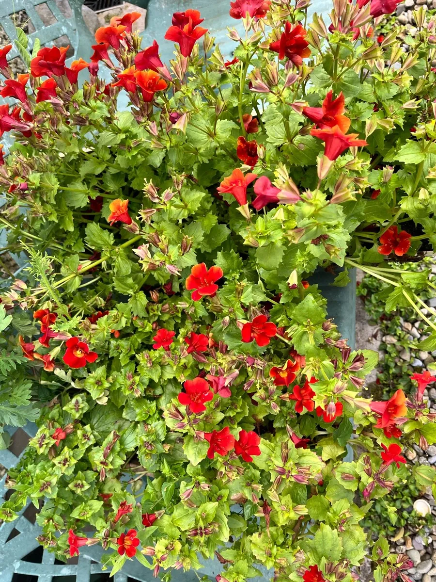 Two big pots with flowers - Image 3