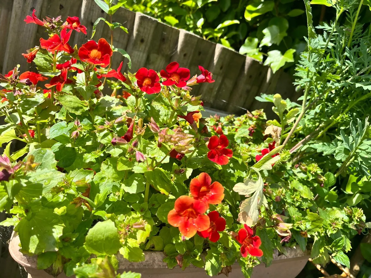 Two big pots with flowers - Image 4