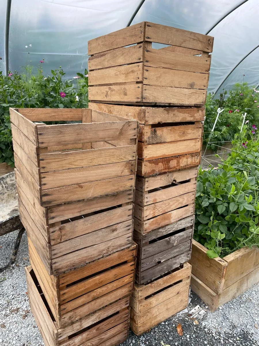 Vintage Wooden Apple Crates - Image 1