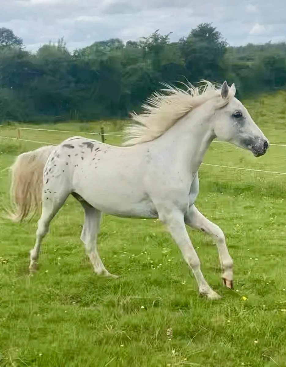 Appaloosa Gelding - Image 1