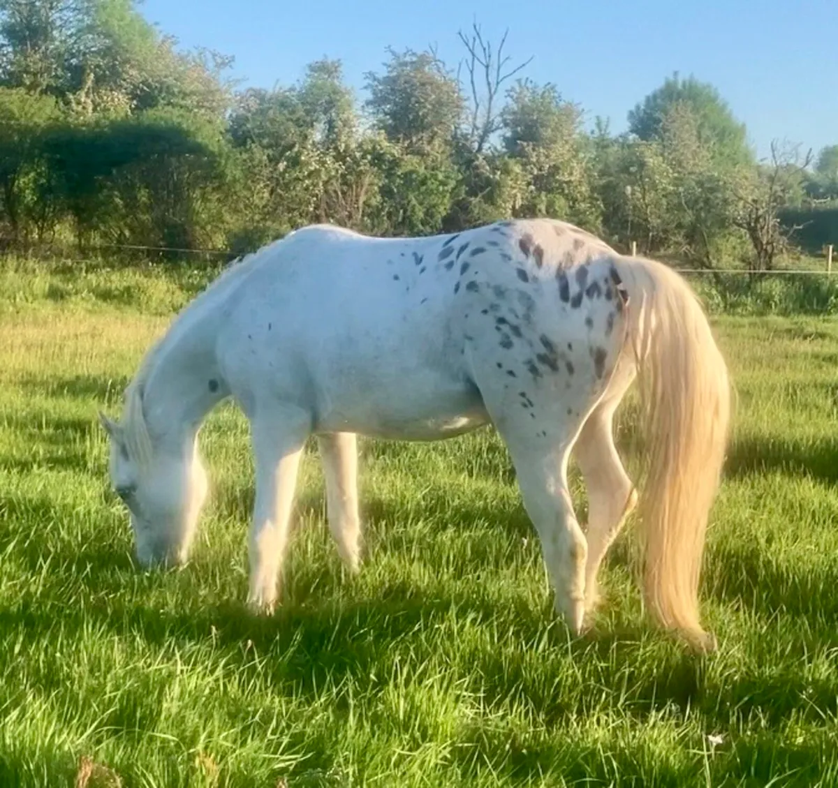 Appaloosa Gelding - Image 2