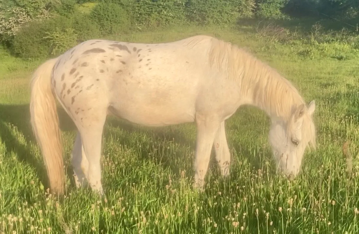 Appaloosa Gelding - Image 3