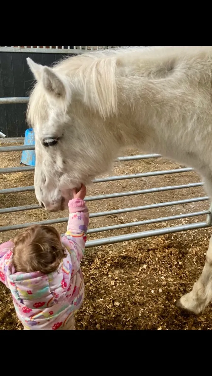 Appaloosa Gelding - Image 4