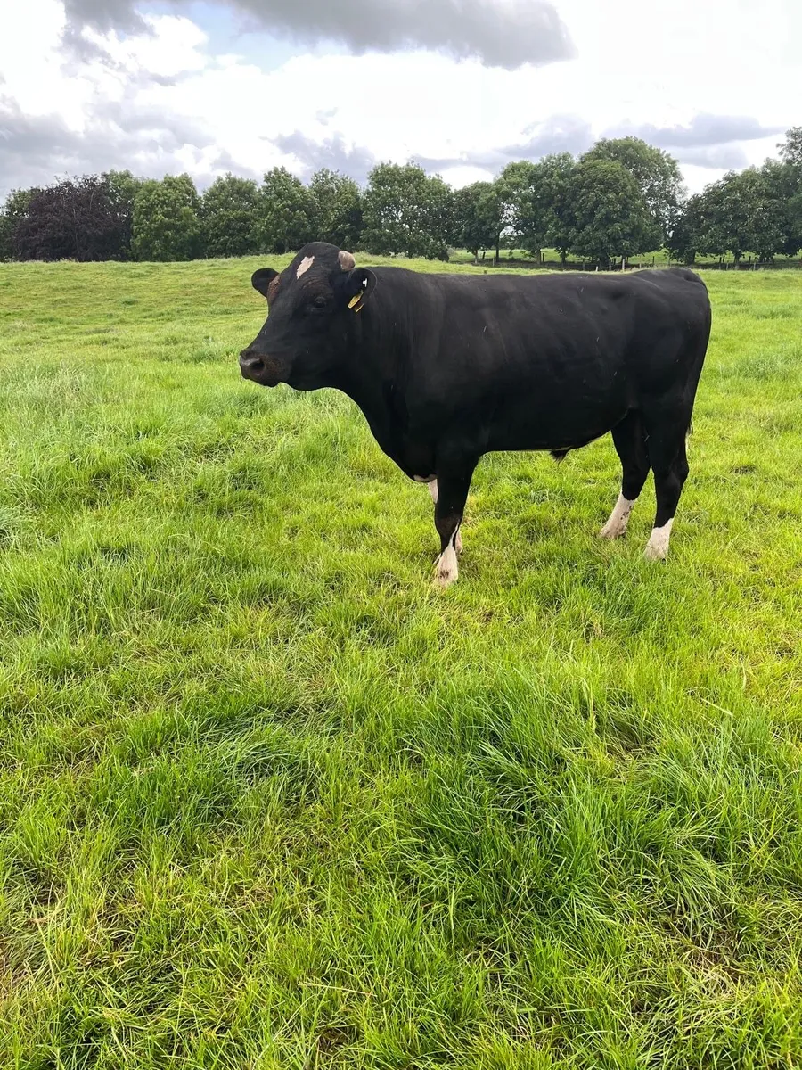 Freisan bull for sale
