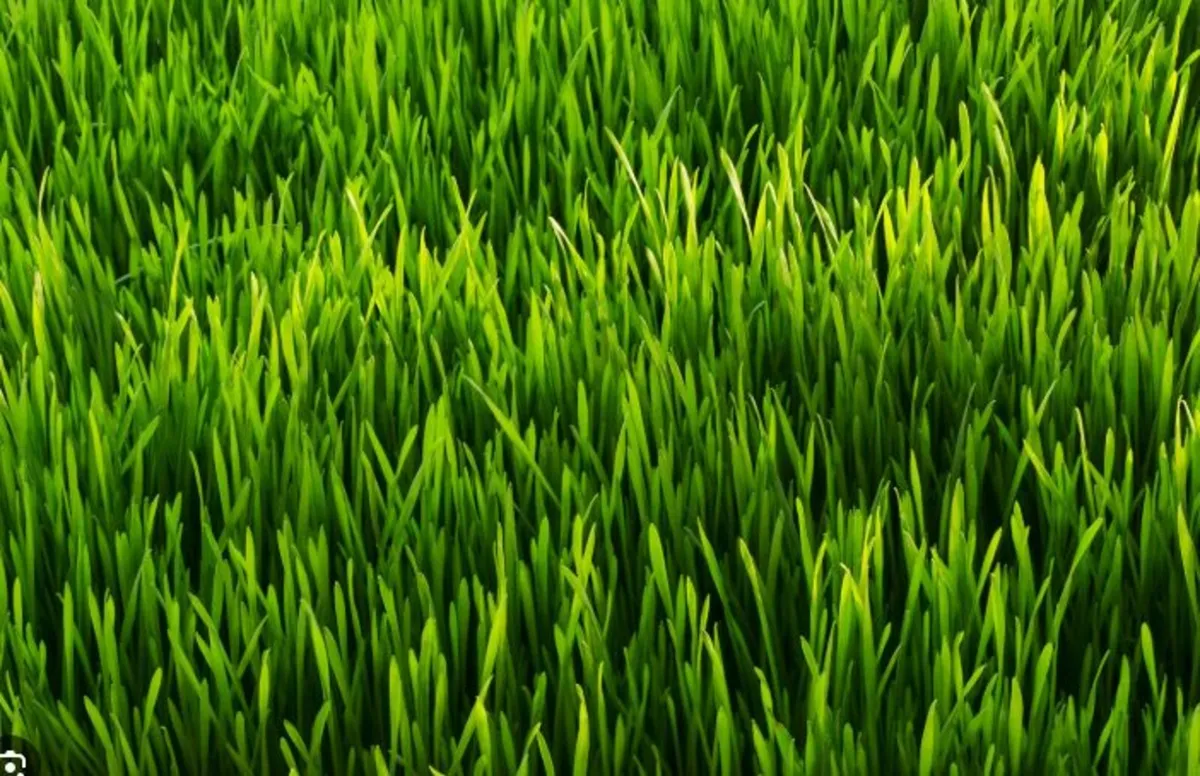 second cut sileage