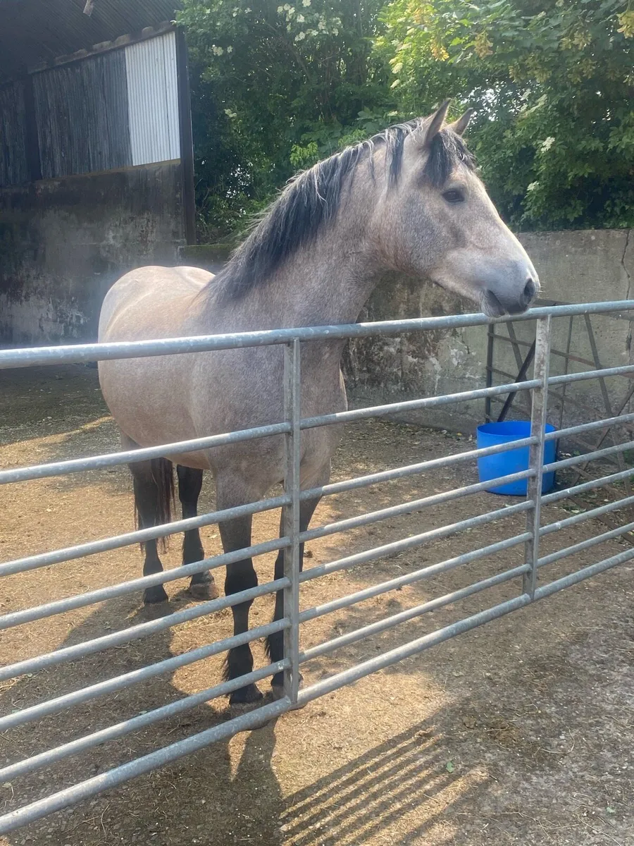 Two quality Connemara 3yo gelding/4 yo filly - Image 1