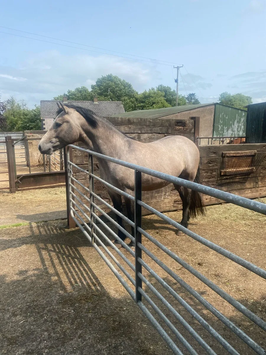 Two quality Connemara 3yo gelding/4 yo filly - Image 2
