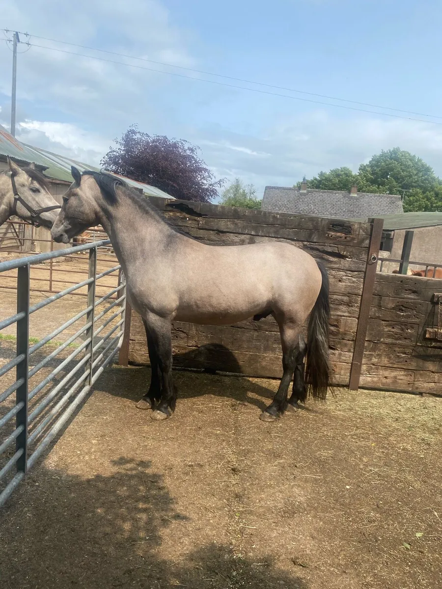 Two quality Connemara 3yo gelding/4 yo filly - Image 3