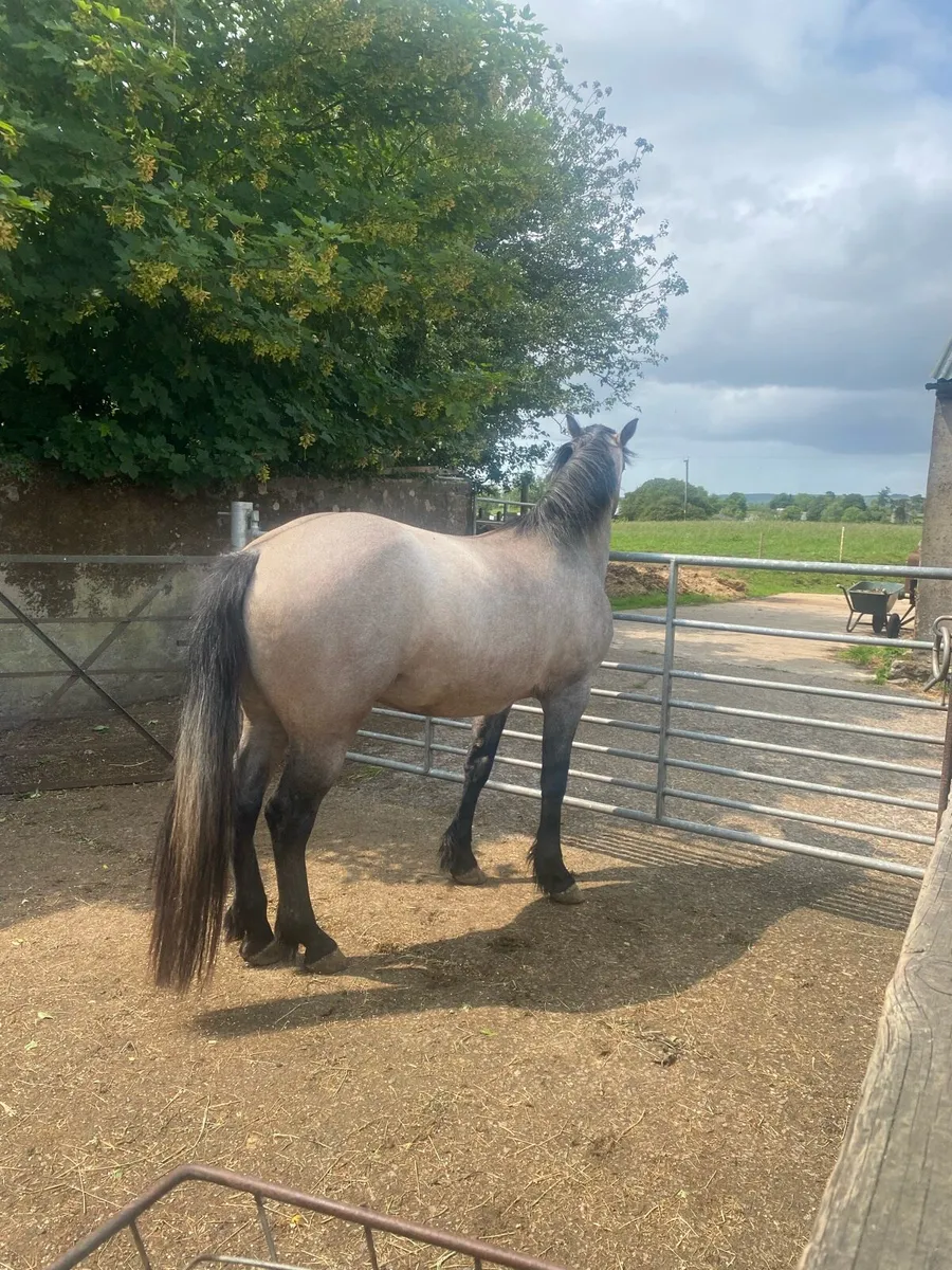 Two quality Connemara 3yo gelding/4 yo filly - Image 4