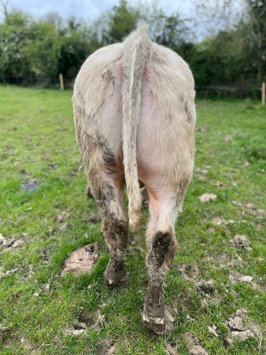 Charolais bulls - Image 3