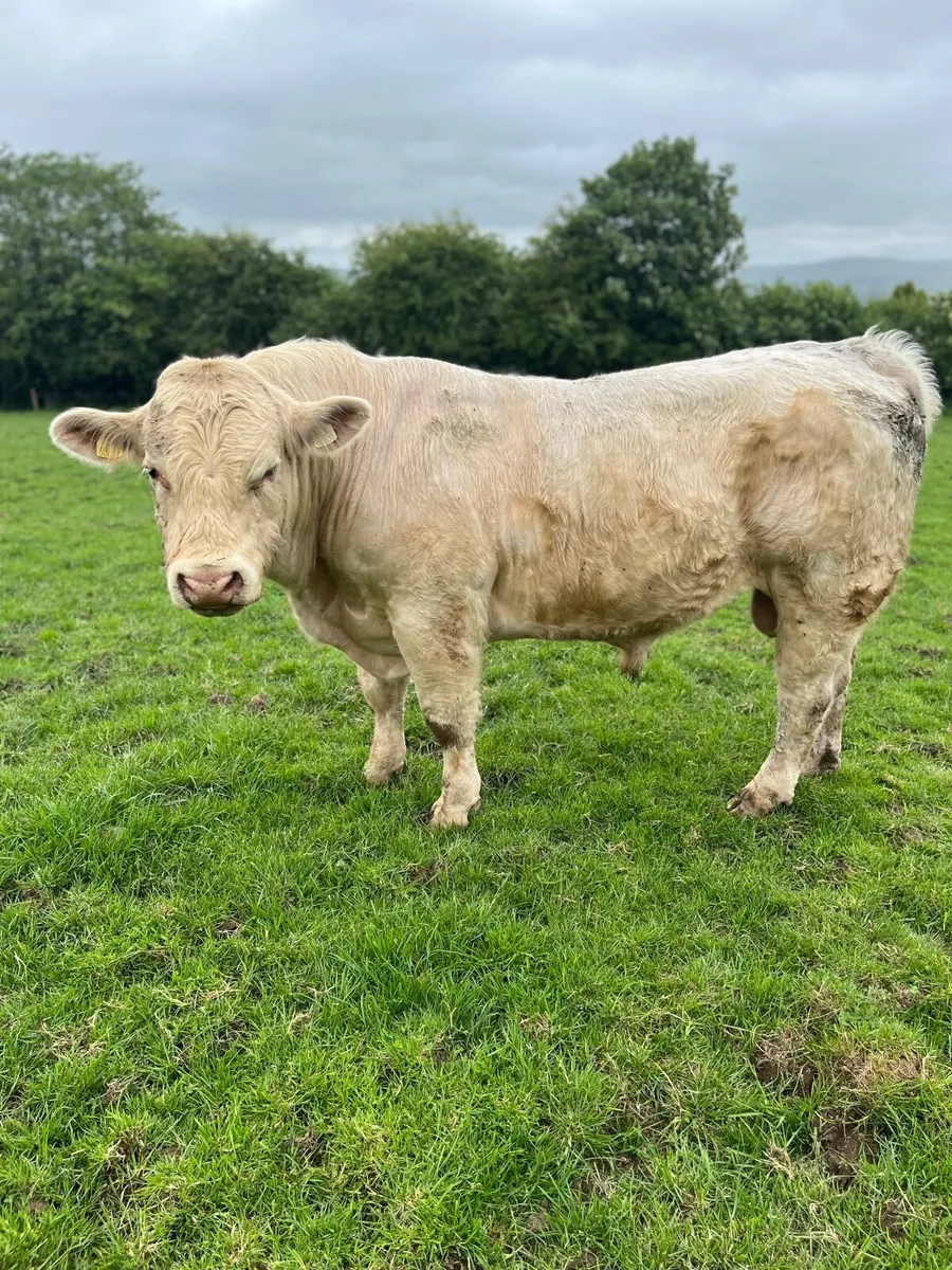 Charolais bulls - Image 2